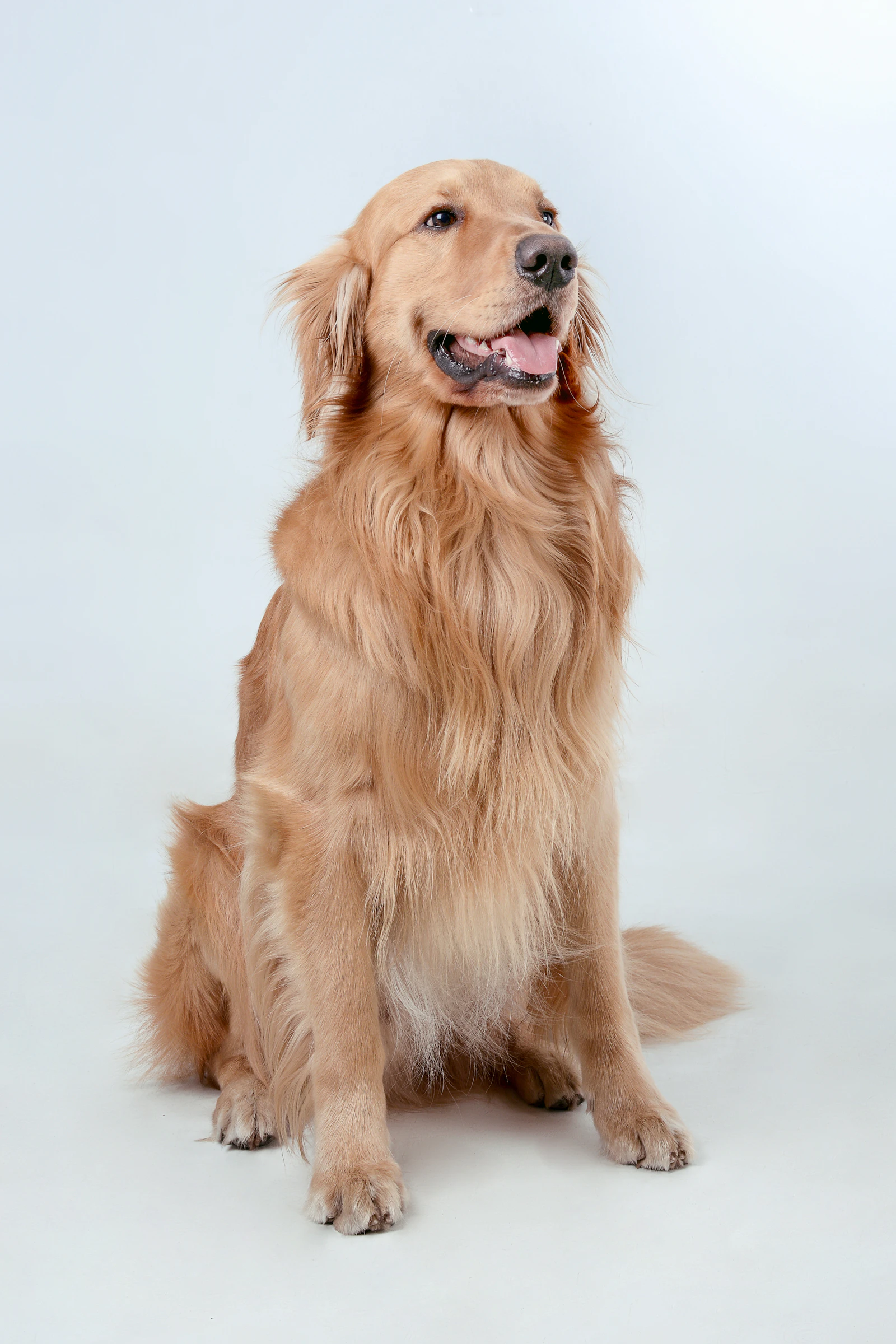 Golden retriever after professional grooming