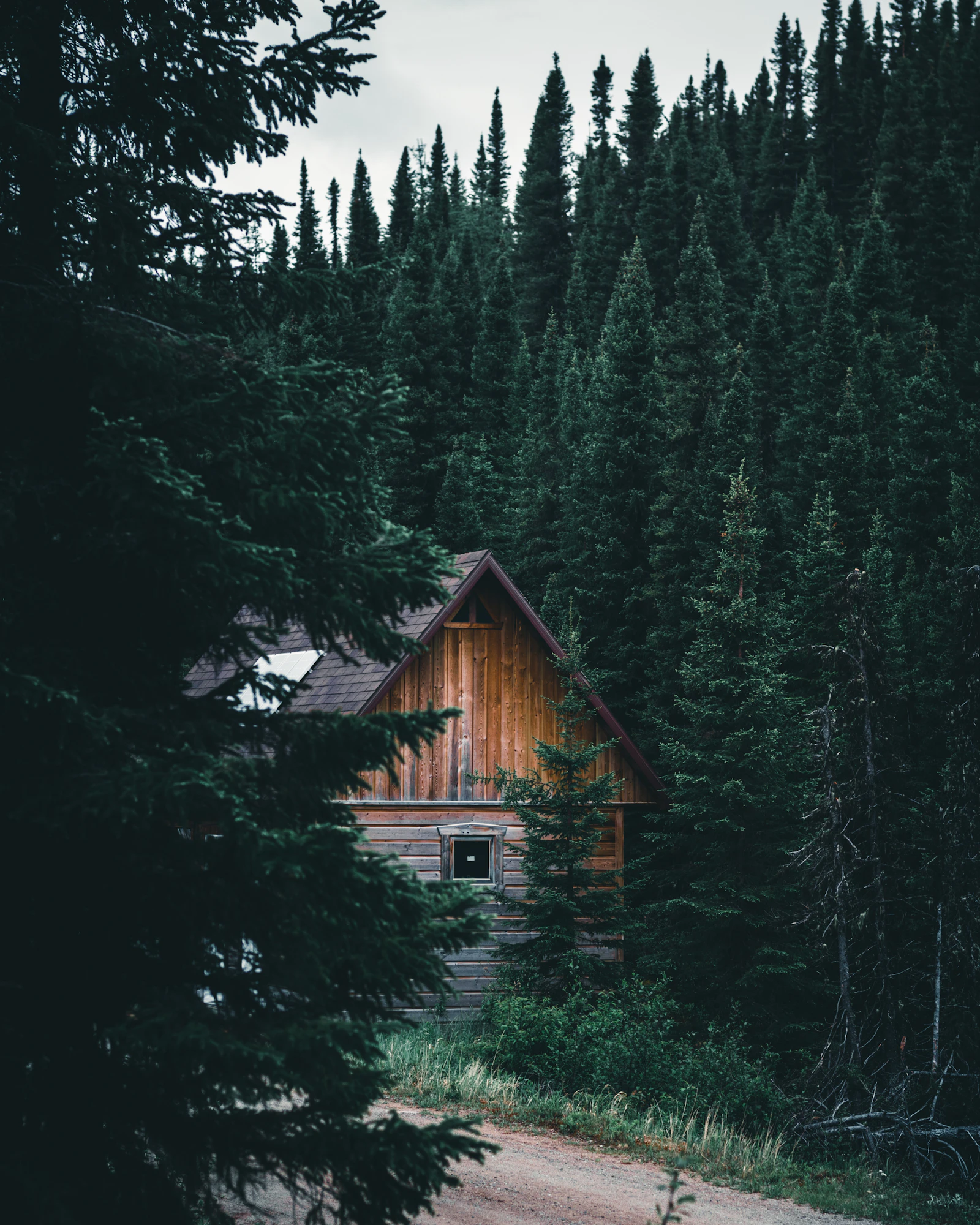 Cozy mountain cabin surrounded by forest