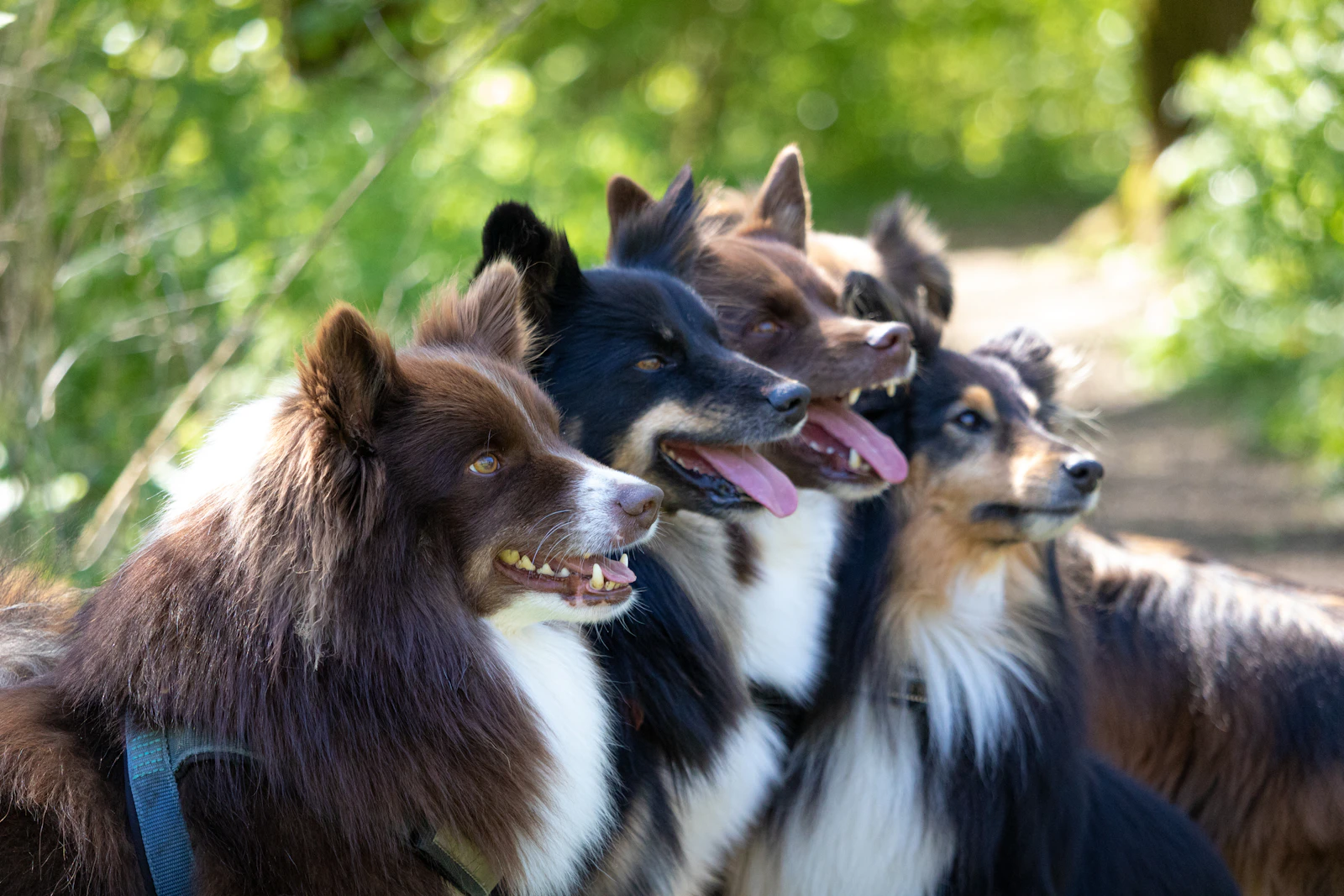 Group of happy dogs playing together in daycare