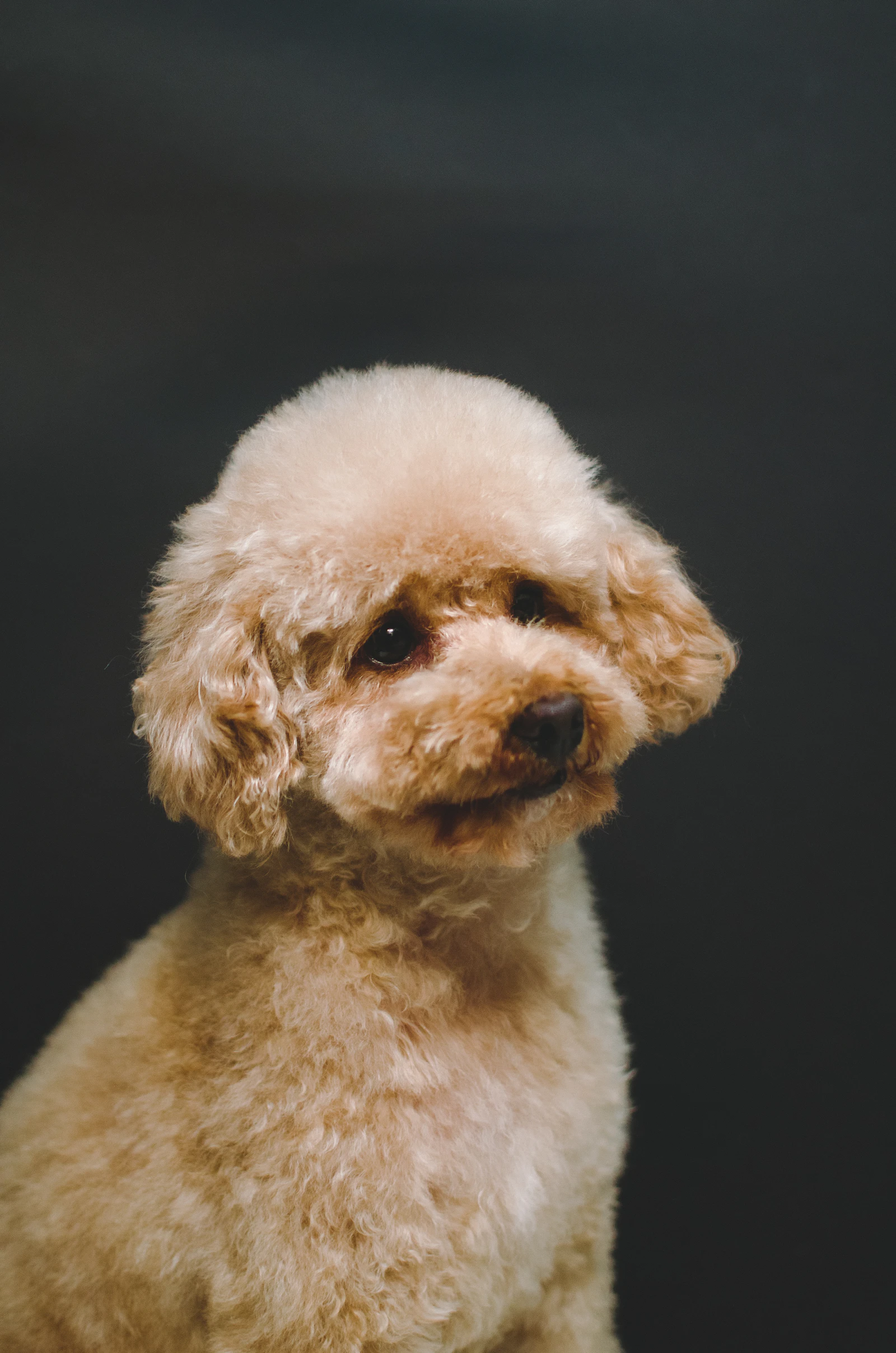 Dog looking proud after full grooming session
