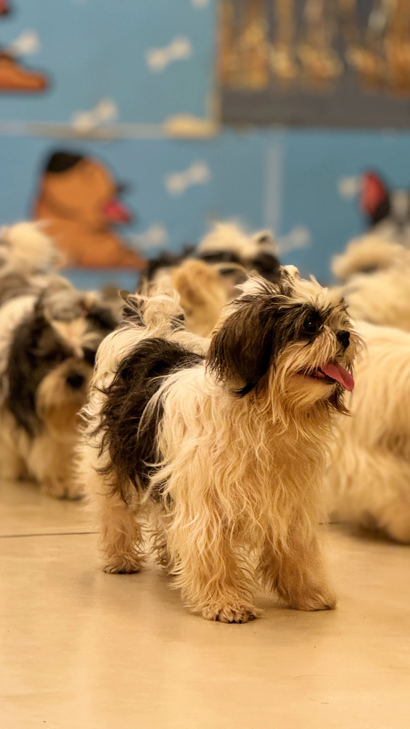 Small terrier playing during daycare